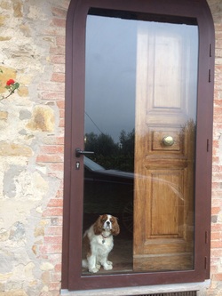 Bacco the dog at the door
